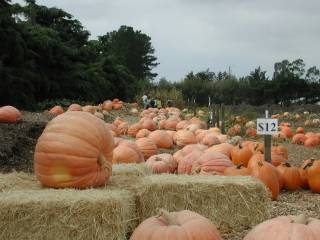 Nipomo Pumpkin Patch Picture 10/11/09